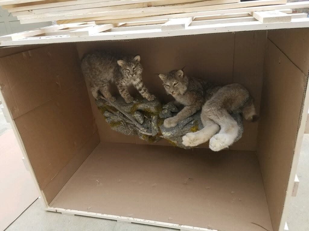 A bobcat taxidermy mount secured inside a crate